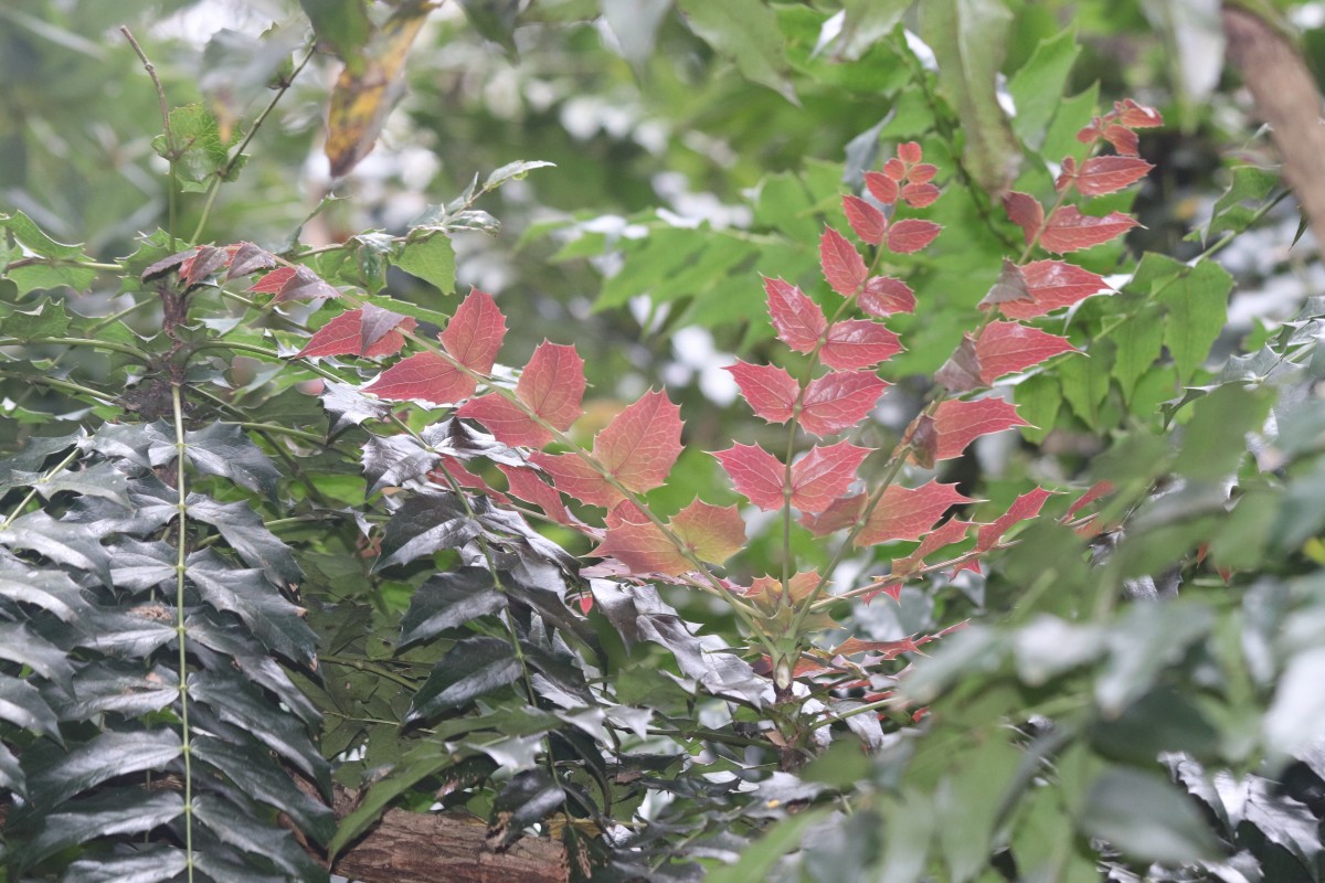 Berberis napaulensis (DC.) Spreng.
